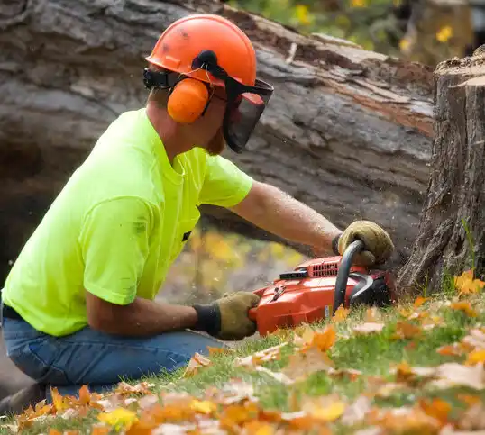 tree services Taos Pueblo